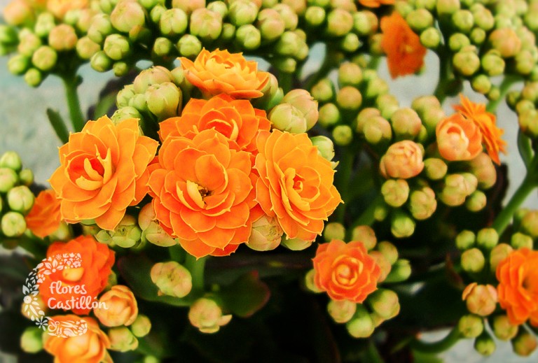 Plantas que florecen todo el año | Flores Castillon