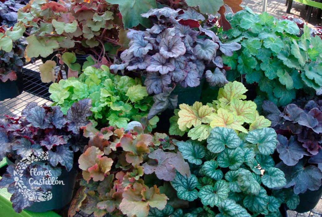 La heuchera, la planta del mes de noviembre | Flores Castillon