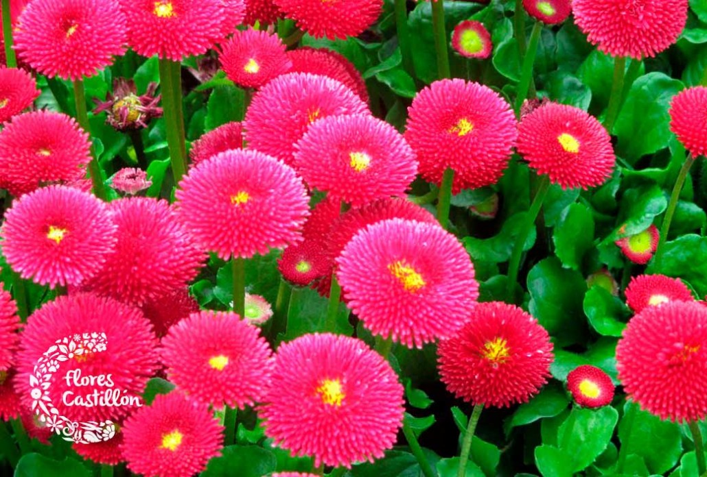 Bellis Perennis, La Planta De Enero | Flores Castillon