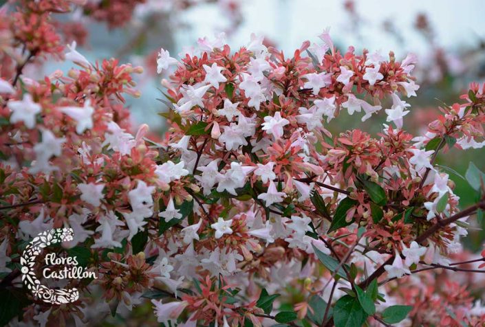 5 arbustos resistentes al frío perfectos para invierno | Flores Castillón