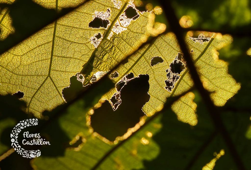 Las plagas de verano más comunes en el jardín Flores Castillón