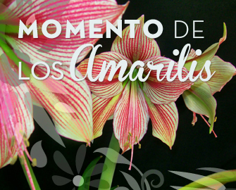 Momento para los Amarilis | Flores Castillon