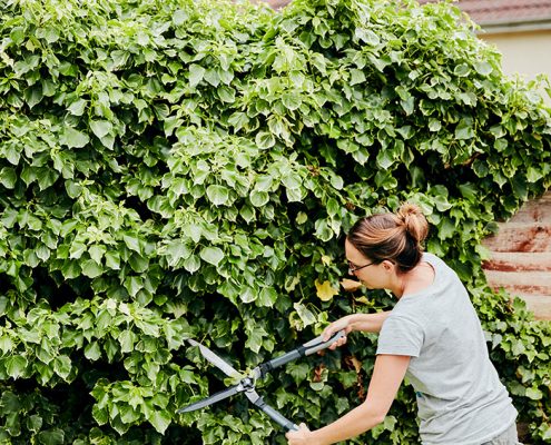 tareas de jardineria del mes de septiembre