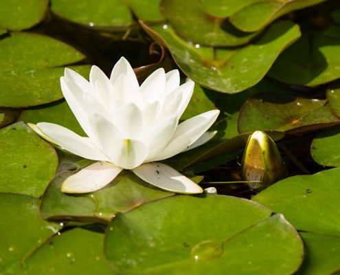 plantas acuaticas para estanques