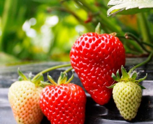 consejos para plantar fresas