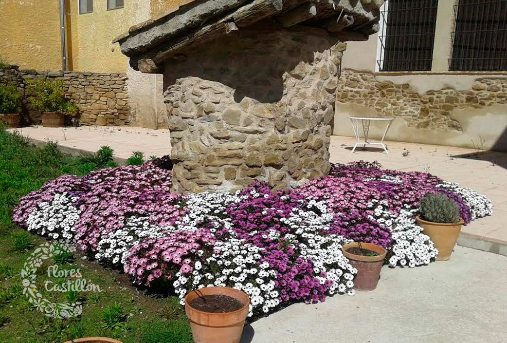 Plantas que florecen en primavera | Flores Castillon
