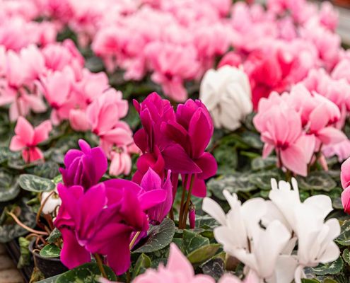 plantas que florecen todo el año