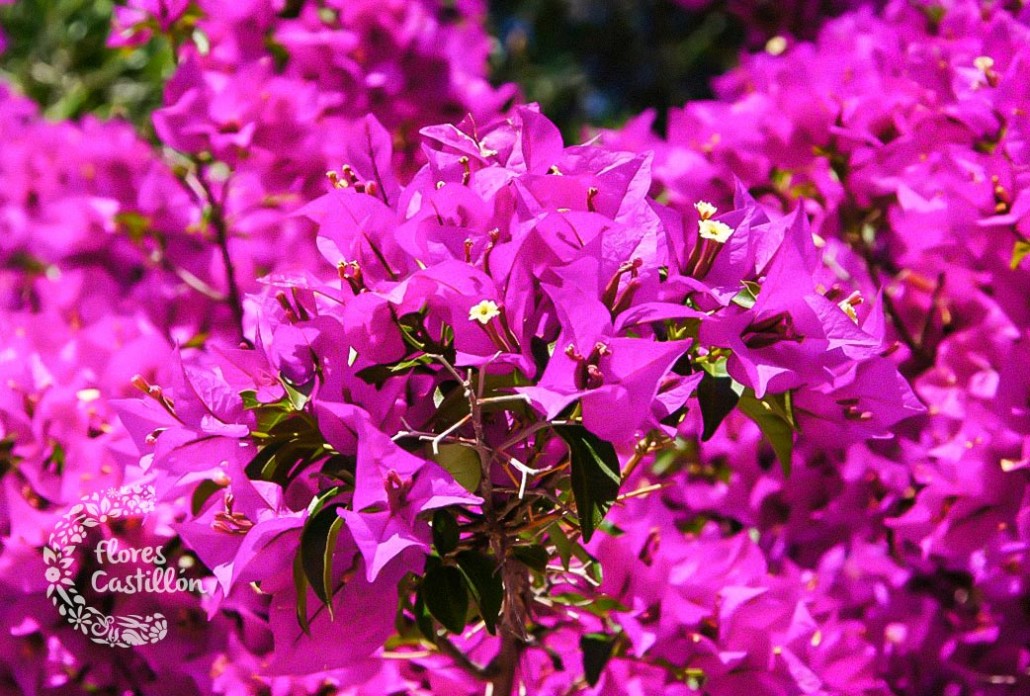 La Bugambilia, La Planta Del Mes De Julio | Flores Castillon