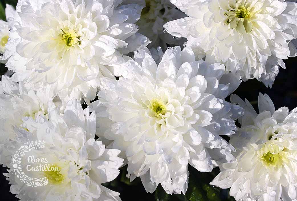 Details 300 flores blancas para muertos