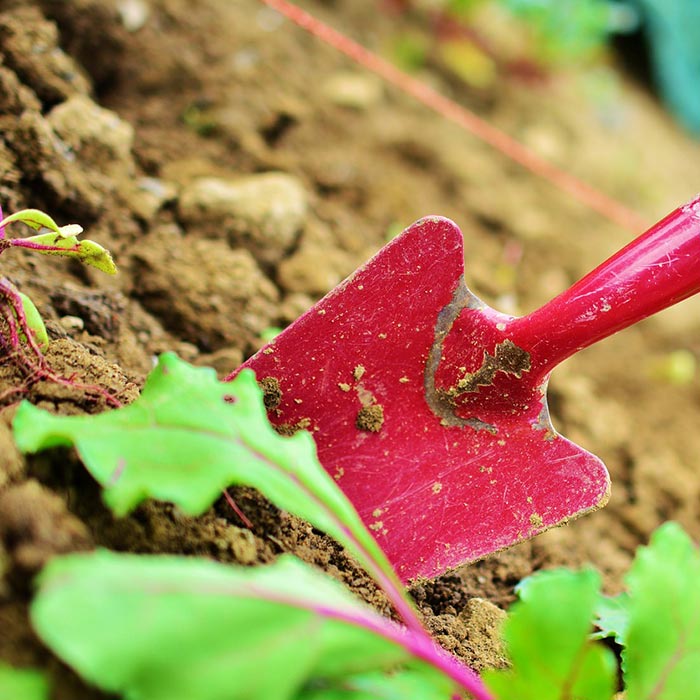 Enero, La época Perfecta De Plantación Para Rosales, árboles De Sombra ...