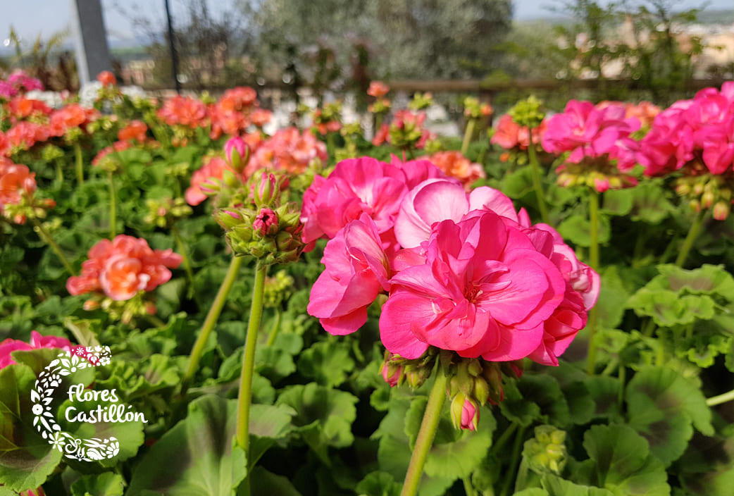 Geranios: Variedades y cuidados ¡Pon tus balcones en flor! | Flores  Castillon