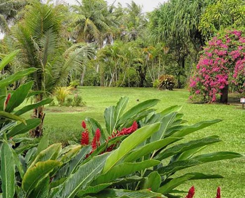 jardín tropical