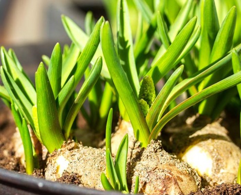 consejos plantar bulbos