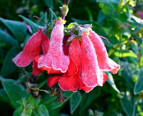 como cuidar el jardin en invierno