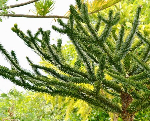 como cuidar una planta araucaria