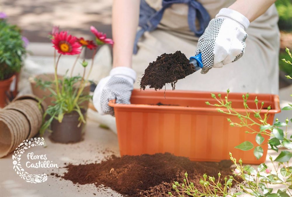 Consejos Para Trasplantar Plantas Adecuadamente | Flores Castillón