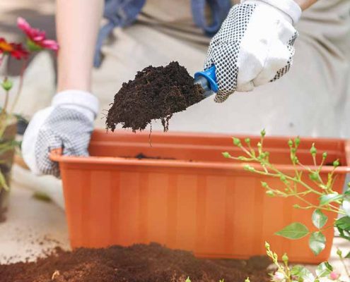 como y cuando se deben trasplantar las plantas