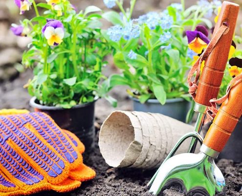 mejores plantas para iniciarse en la jardineria