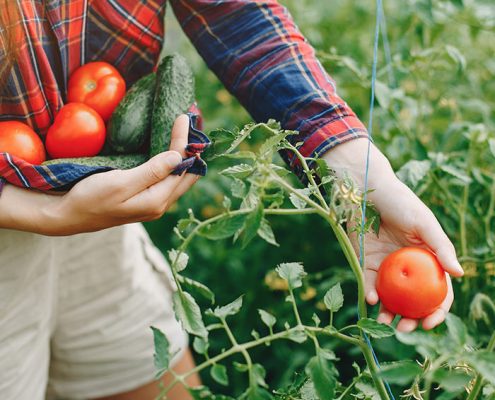 cuales son los mejores vegetales para el huerto