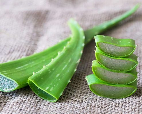 principales cuidados del aloe vera