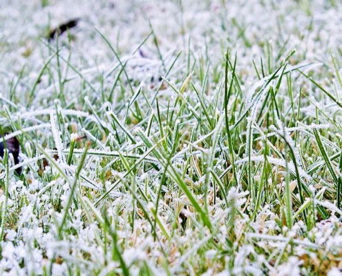 como cuidar el cesped en invierno