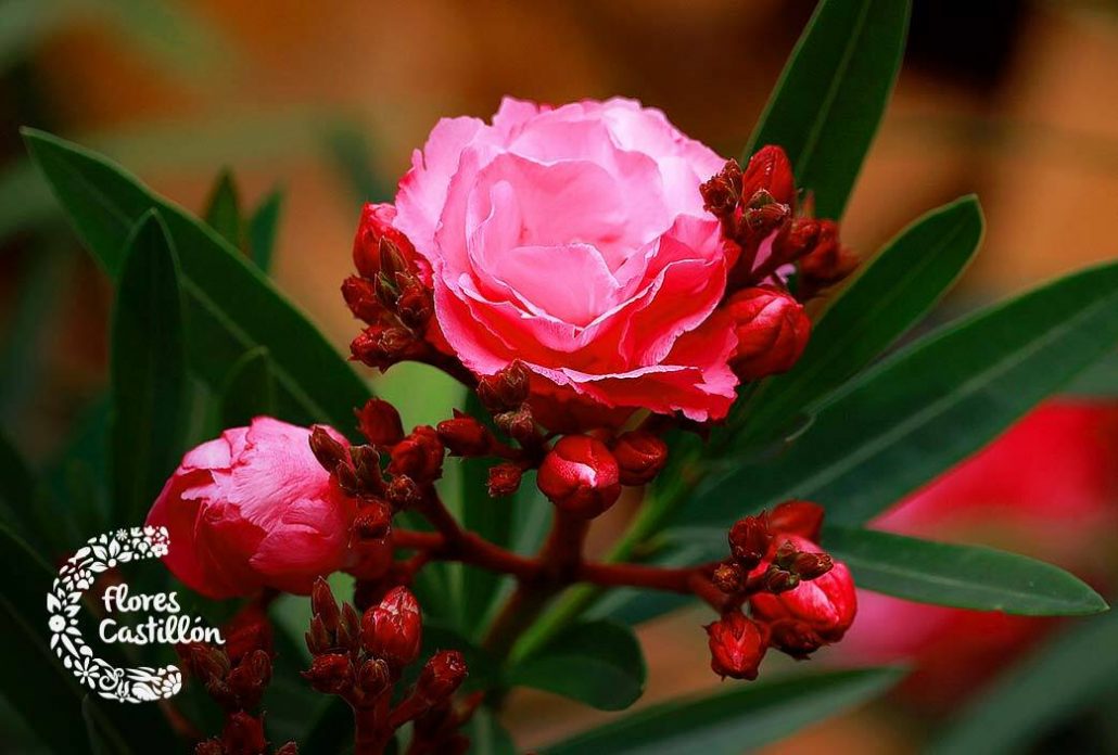 flores para plantar en verano