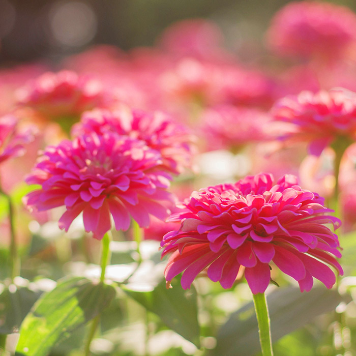 Características curiosidades de la gerbera | Flores Castillón