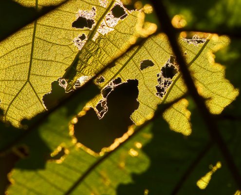 principales plagas de verano en el jardin