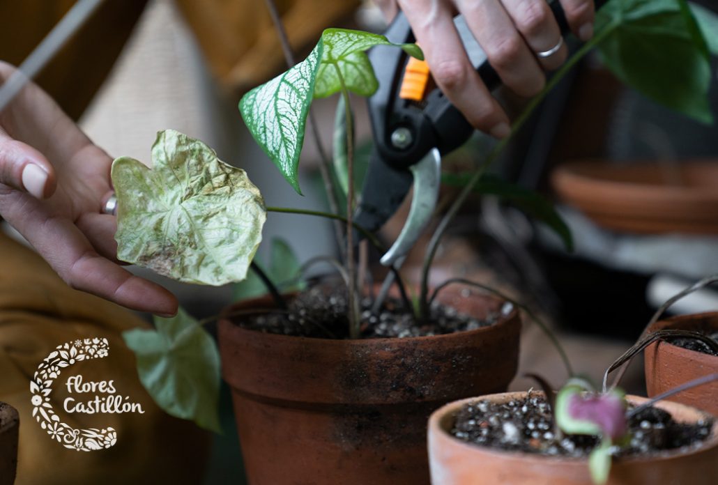 Remedios Para Revivir Plantas Tras Las Vacaciones Flores Castillon