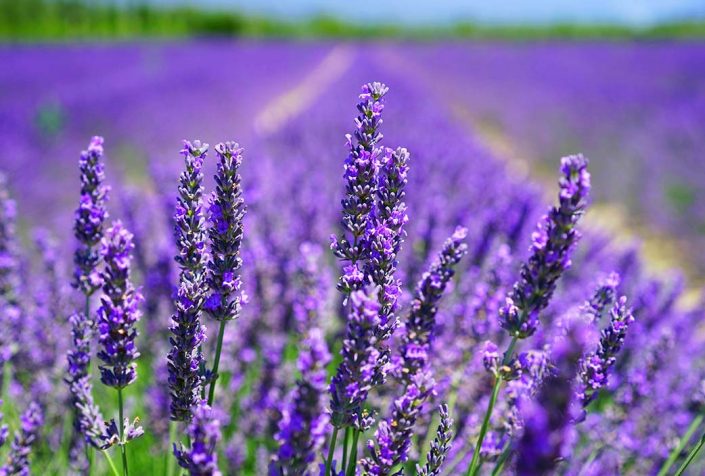 lavanda planta de junio