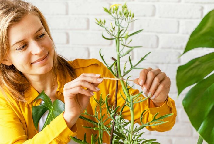 plantas afectan estado de animo