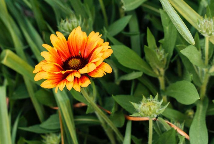 caracteristicas de la calendula