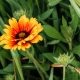 caracteristicas de la calendula