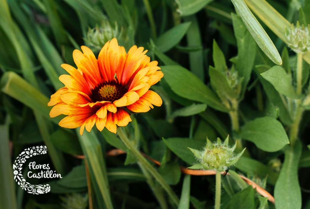 flor calendula principales cuidados