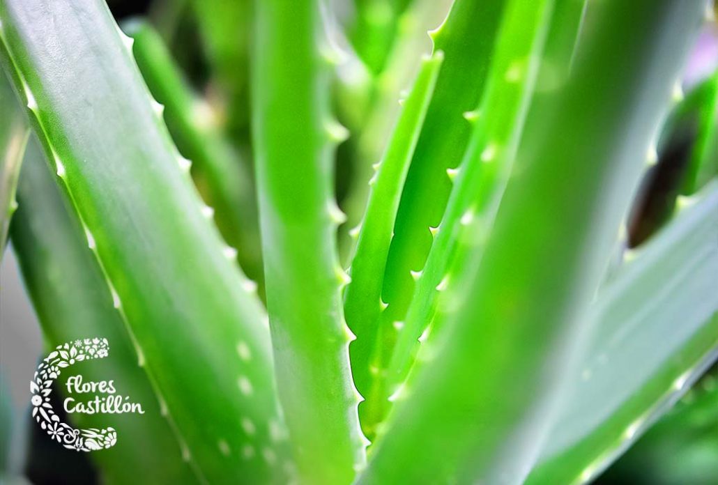 acuario aloe vera