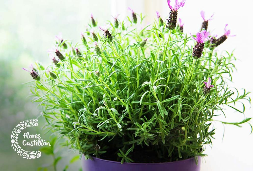 lavanda planta