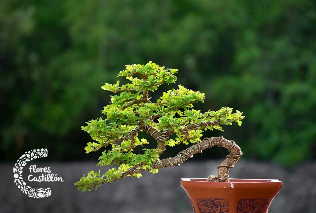 capricornio bonsai