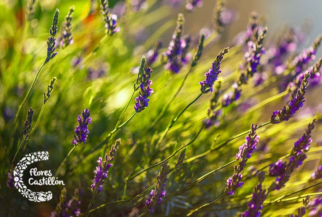 geminis lavanda