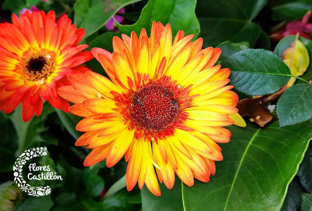 planta gerbera