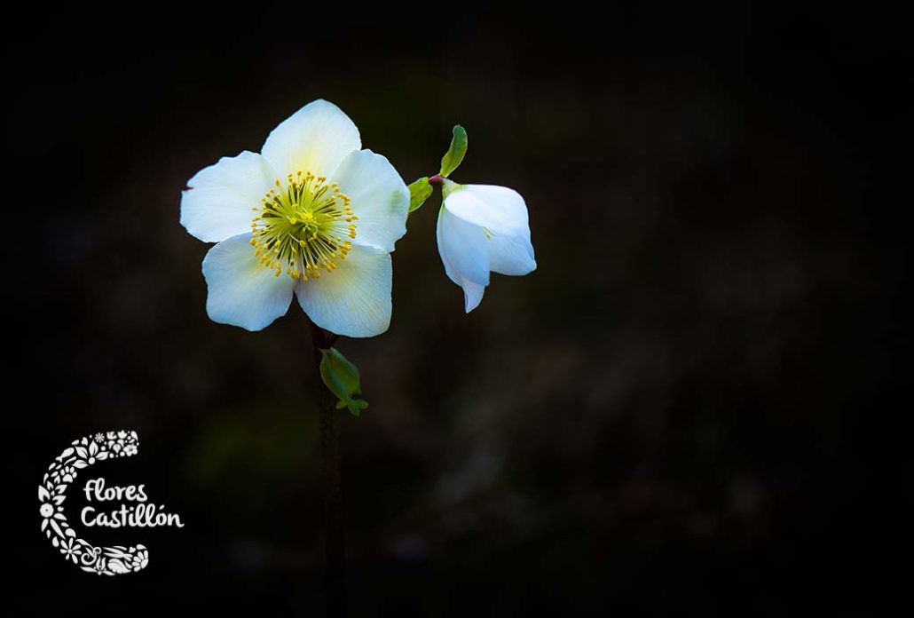 helleborus planta