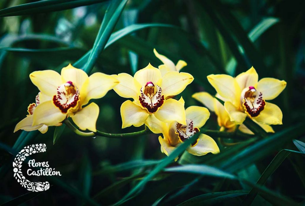 Orquidea-Cymbidium