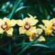 Orquidea Cymbidium